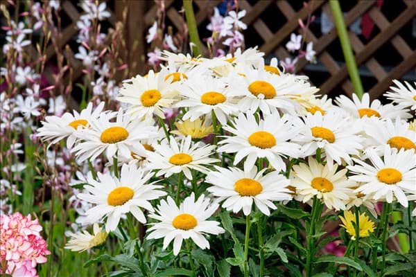 Leucanthemum x superbum Broadway Lights