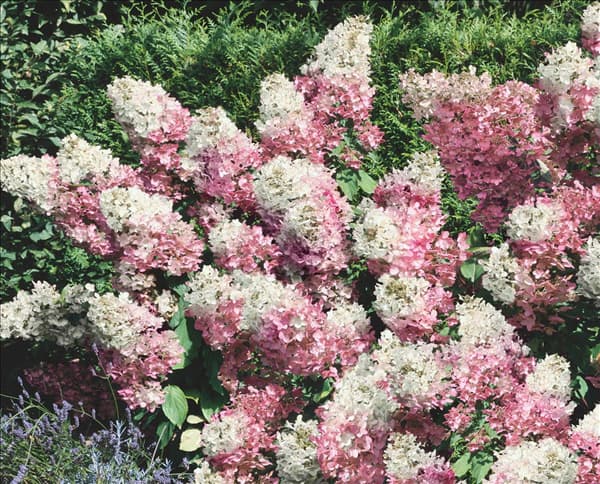 Hydrangea paniculata Renhy VANILLE-FRAISE ®