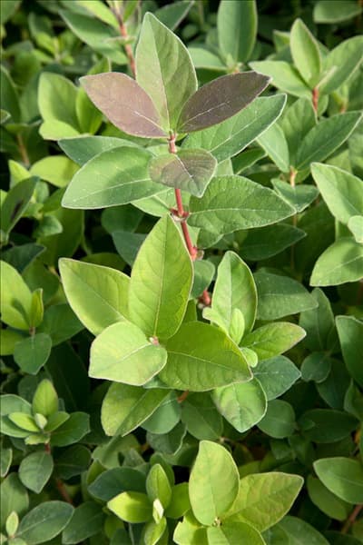 Lonicera caerulea var. kamtschatica