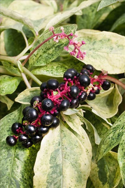 Phytolacca americana Silberstein