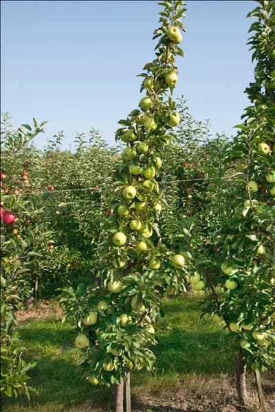 Malus domestica Goldcats