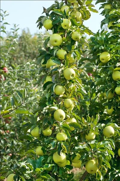 Malus domestica Goldcats