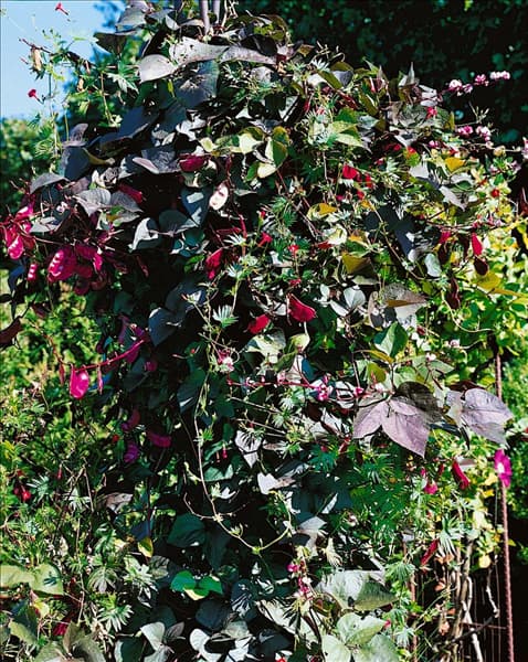 DOLICHOS lablab (Lablab purpureus)