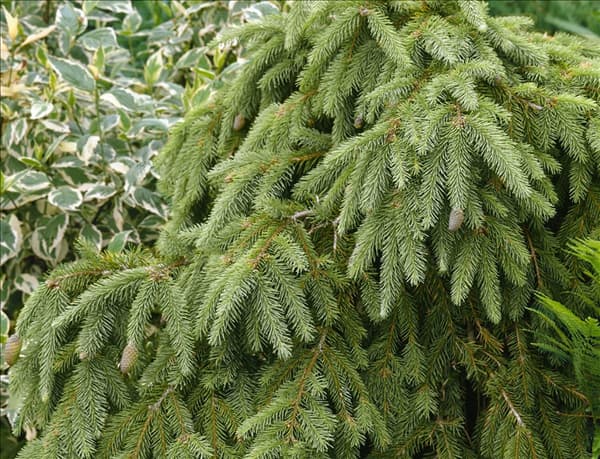 Picea abies Elegantissima