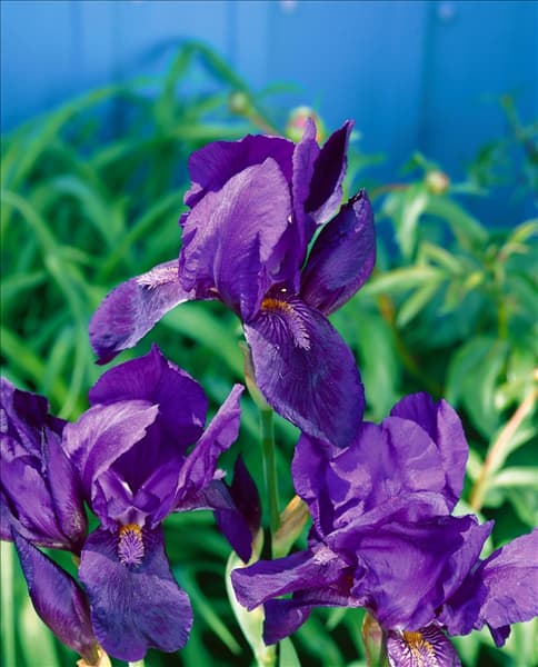 Iris germanica Black Knight