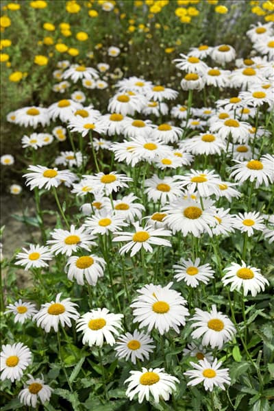 Leucanthemum x superbum Alaska