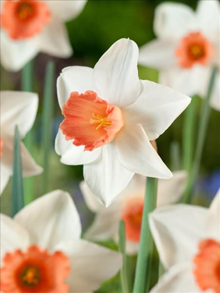 Narcissus Large Cupped Accent
