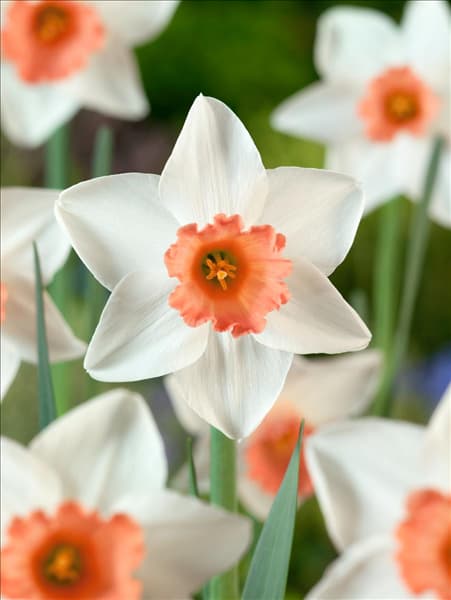 Narcissus Large Cupped Accent