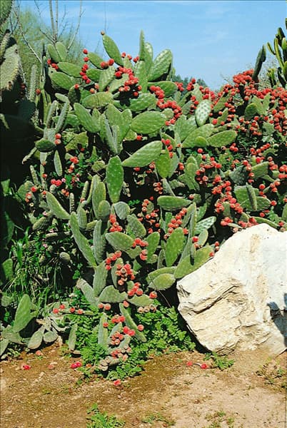 OPUNTIA FICUS-INDICA / WITH FRUITS