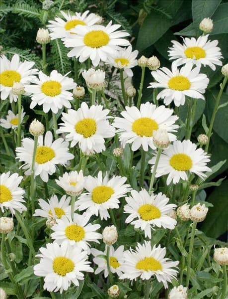 Leucanthemum Lacrosse