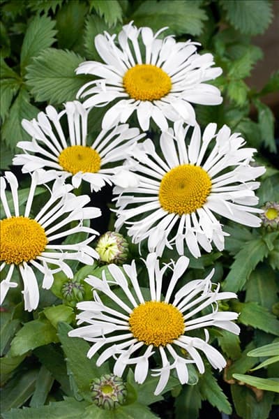 Leucanthemum La Crosse
