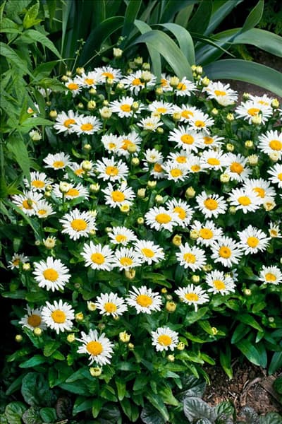Leucanthemum Lacrosse Wit