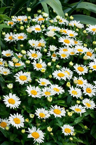 Leucanthemum Lacrosse Wit