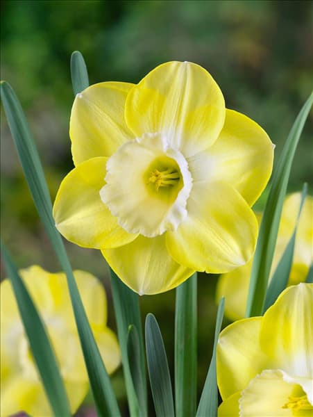 Narcissus Large Cupped Avalon