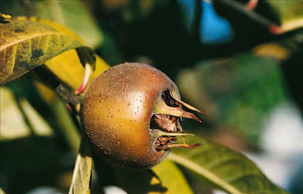 Mispel / Mespilus germanica