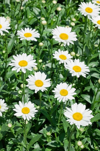 Leucanthemum x superbum Silver Princess