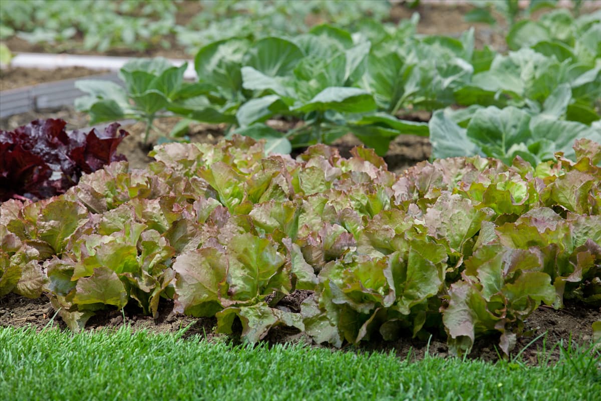 Lactuca sativa Sangria