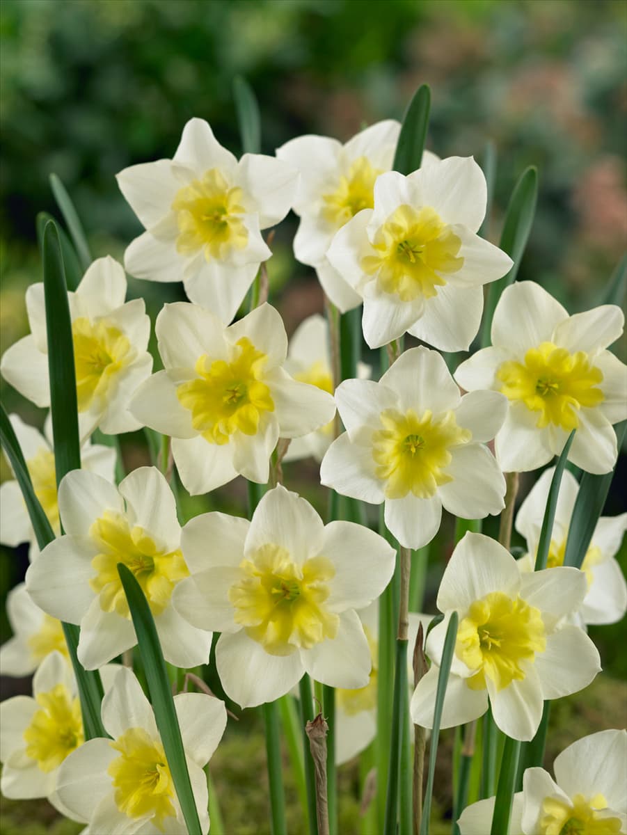 Narcissus jonquilla Bella Estrella