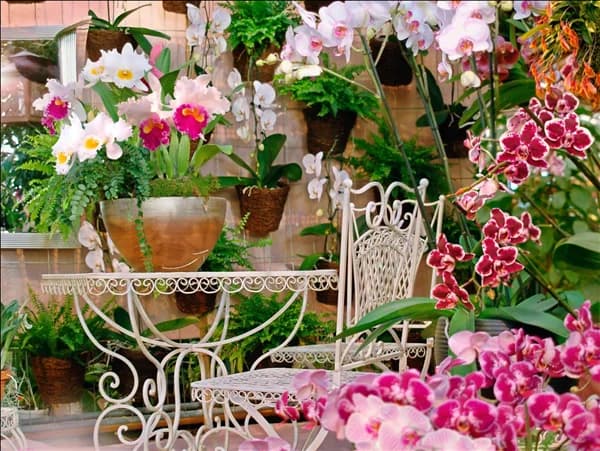 Orchids mixed