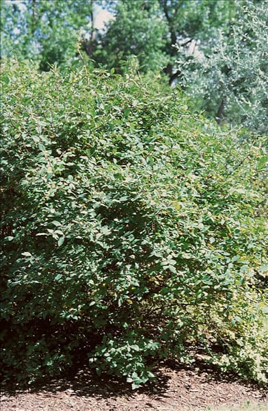 Lonicera caerulea Edulis