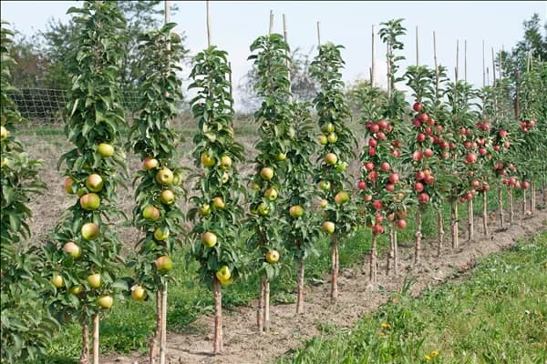 Malus domestica Greencats und Redcats ®