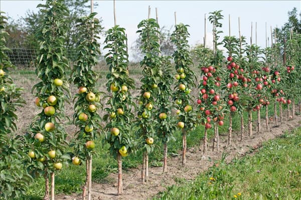 Malus domestica Greencats und Redcats ®