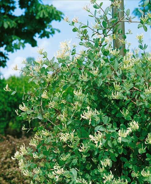 Lonicera caprifolium