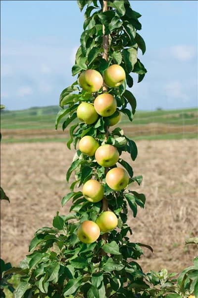 Malus domestica Greencats ®