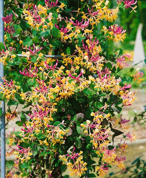 LONICERA CAPRIFOLIUM