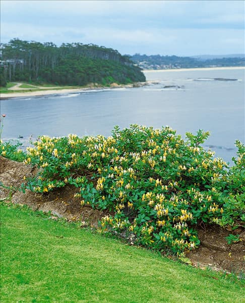 Lonicera caprifolium