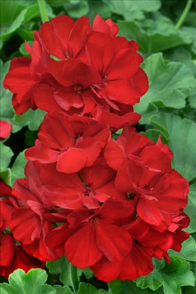 Pelargonium zonale Calliope™ Dark Red