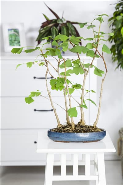 Ginkgo biloba