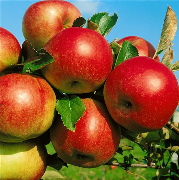 Apfel / Malus domestica Idared
