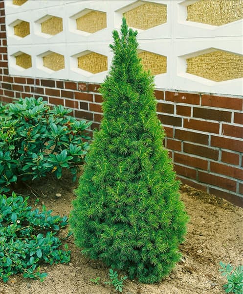 Picea glauca Conica