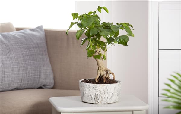Zimmerbonsai