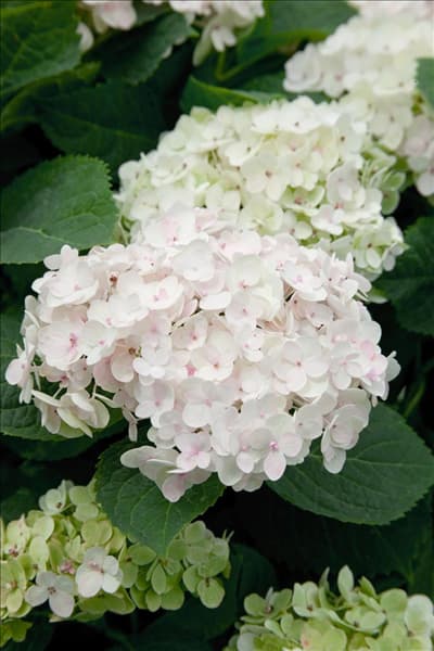 Hydrangea macrophylla Blushing Bride