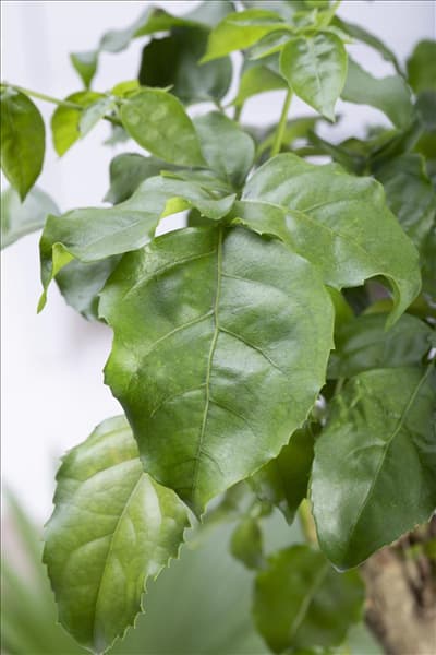 Zimmerbonsai