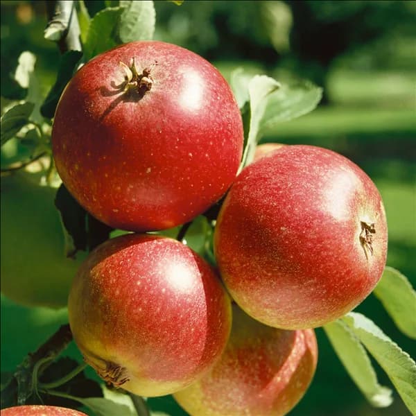 Apfel / Malus domestica Ingrid Marie