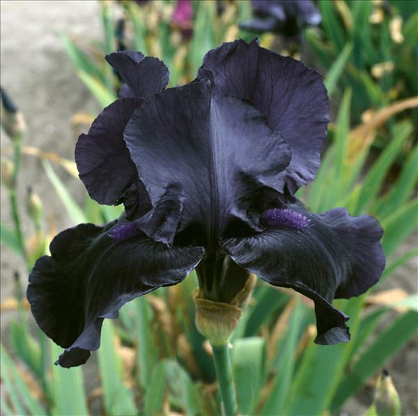 Iris x germanica Before the Storm
