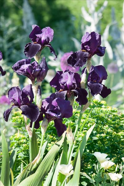 Iris x germanica Black Swan