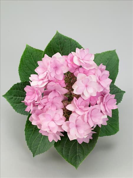 Hydrangea macrophylla YOU-ME® Romance Rose