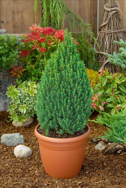 Picea glauca Zuckerhut in pot