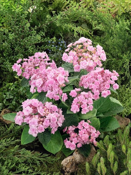 Hydrangea macrophylla YOU-ME® Passion Rose