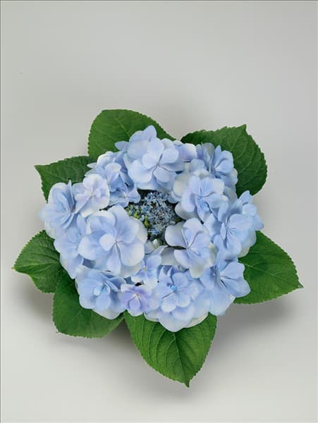 Hydrangea macrophylla YOU-ME® Emotion Blue