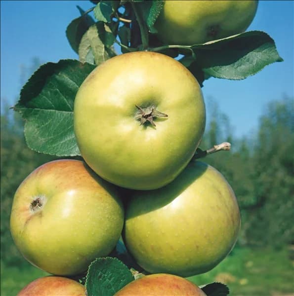 Malus domestica Jakob Lebel