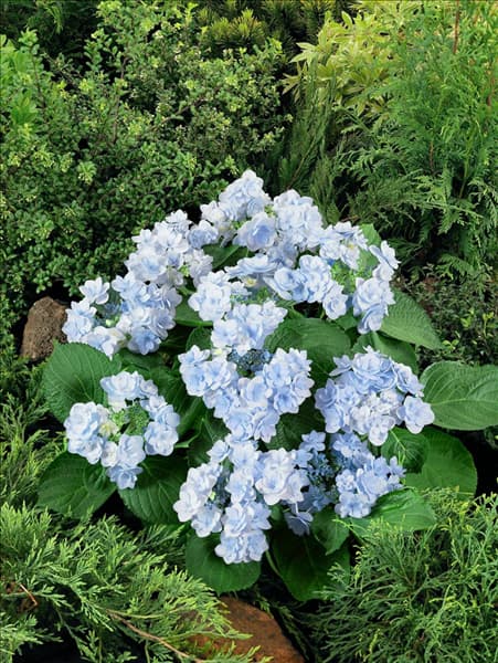 Hydrangea macrophylla YOU-ME® Forever Blue