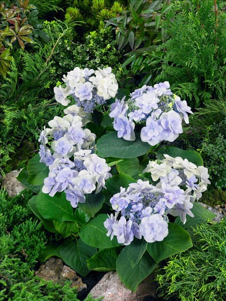 Hydrangea macrophylla YOU-ME® Emotion Blue