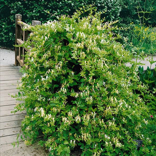 LONICERA JAPONICA HALL'S PROLIFIC