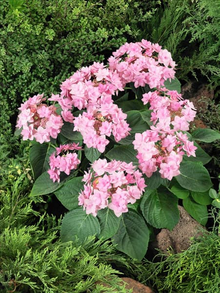 Hydrangea macrophylla YOU-ME® Romance Rose