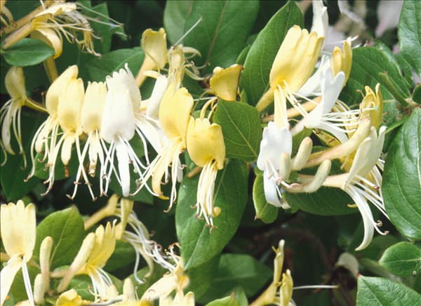 Lonicera japonica Hall's Prolific